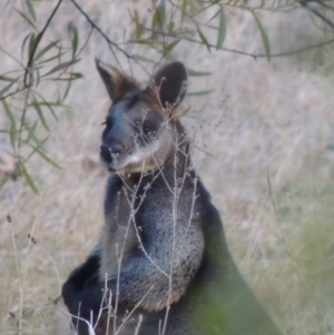 Wallabia bicolor at Bullen Range - 25 Jul 2018 06:23 PM