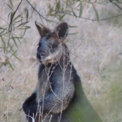 Wallabia bicolor (Swamp Wallaby) at Bullen Range - 25 Jul 2018 by michaelb