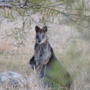 Wallabia bicolor at Bullen Range - 25 Jul 2018