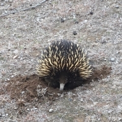 Tachyglossus aculeatus (Short-beaked Echidna) at Mulligans Flat - 6 Aug 2018 by Mothy