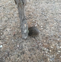 Tachyglossus aculeatus (Short-beaked Echidna) at Gungahlin, ACT - 6 Aug 2018 by Mothy