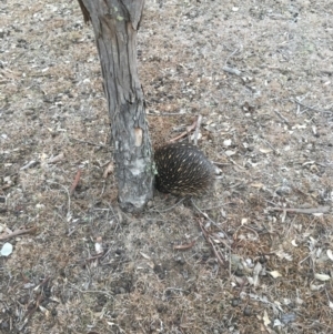 Tachyglossus aculeatus at Gungahlin, ACT - 6 Aug 2018