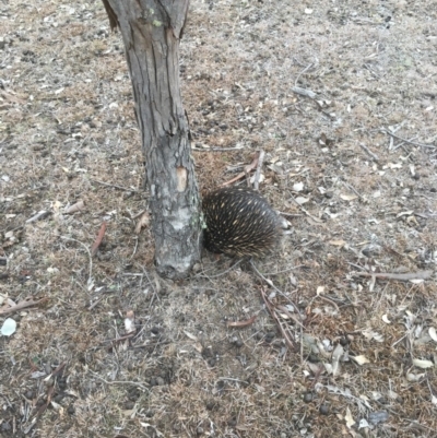 Tachyglossus aculeatus (Short-beaked Echidna) at Mulligans Flat - 6 Aug 2018 by Mothy