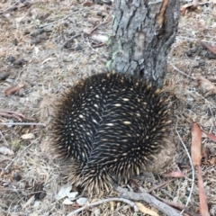 Tachyglossus aculeatus at Gungahlin, ACT - 6 Aug 2018