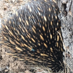 Tachyglossus aculeatus at Gungahlin, ACT - 6 Aug 2018 03:19 PM