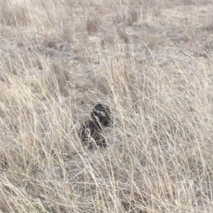 Tachyglossus aculeatus at Gungahlin, ACT - 6 Aug 2018