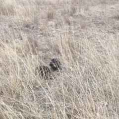 Tachyglossus aculeatus at Gungahlin, ACT - 6 Aug 2018 04:20 PM