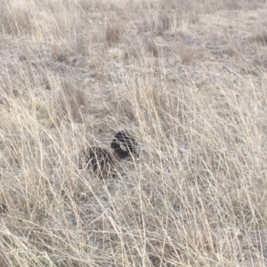 Tachyglossus aculeatus at Gungahlin, ACT - 6 Aug 2018 04:20 PM