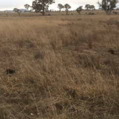 Tachyglossus aculeatus at Gungahlin, ACT - 6 Aug 2018 04:20 PM