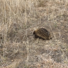 Tachyglossus aculeatus at Gungahlin, ACT - 6 Aug 2018 04:20 PM