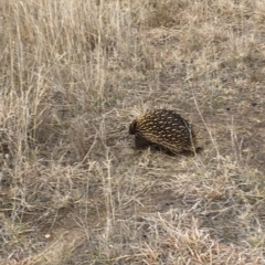 Tachyglossus aculeatus at Gungahlin, ACT - 6 Aug 2018