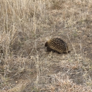 Tachyglossus aculeatus at Gungahlin, ACT - 6 Aug 2018 04:20 PM