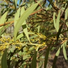 Acacia rubida at O'Malley, ACT - 7 Aug 2018