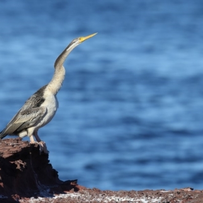 Anhinga novaehollandiae (Australasian Darter) at Merimbula, NSW - 7 Aug 2018 by Leo