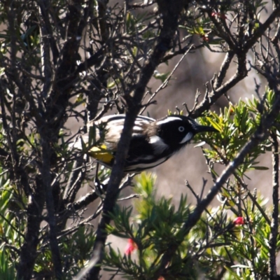 Phylidonyris novaehollandiae (New Holland Honeyeater) at Fyshwick, ACT - 5 Aug 2018 by MatthewFrawley