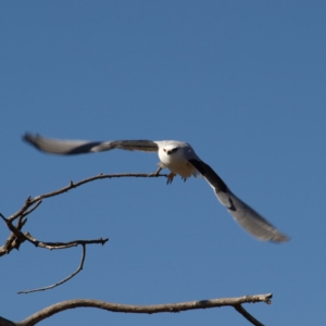 Elanus axillaris at Fyshwick, ACT - 5 Aug 2018