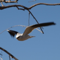 Elanus axillaris at Fyshwick, ACT - 5 Aug 2018