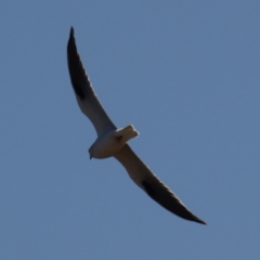 Elanus axillaris at Fyshwick, ACT - 5 Aug 2018