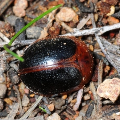 Dicranosterna immaculata (Acacia leaf beetle) at Coree, ACT - 4 Aug 2018 by Harrisi