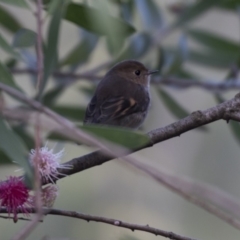 Petroica rodinogaster at Acton, ACT - 7 Aug 2018 11:07 AM