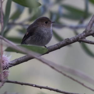 Petroica rodinogaster at Acton, ACT - 7 Aug 2018 11:07 AM