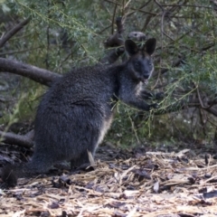 Wallabia bicolor at Acton, ACT - 7 Aug 2018 09:38 AM