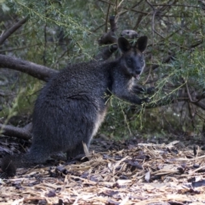 Wallabia bicolor at Acton, ACT - 7 Aug 2018