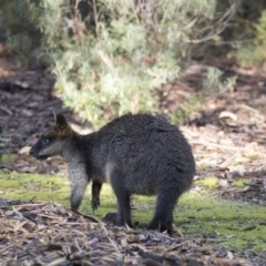 Wallabia bicolor at Acton, ACT - 7 Aug 2018