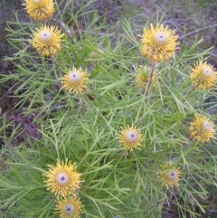 Isopogon anethifolius at Ulladulla, NSW - 18 Oct 2010 by MatthewFrawley