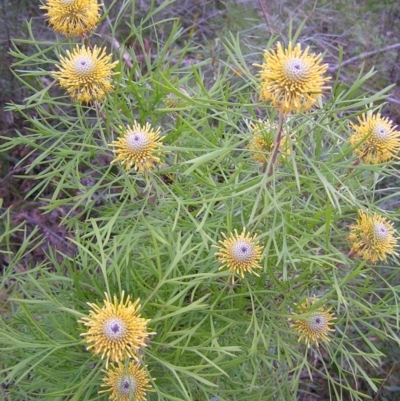 Isopogon anethifolius at Ulladulla, NSW - 18 Oct 2010 by MatthewFrawley