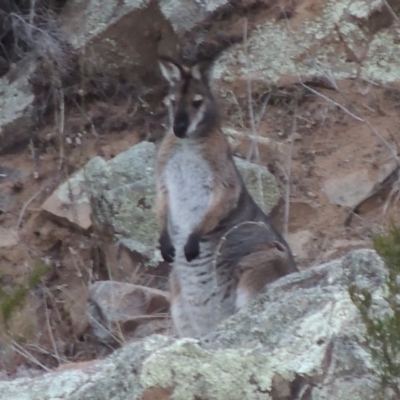 Notamacropus rufogriseus (Red-necked Wallaby) at Paddys River, ACT - 25 Jul 2018 by MichaelBedingfield