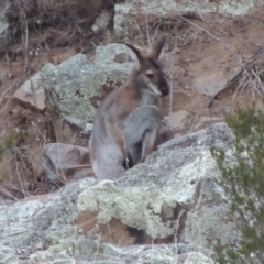 Notamacropus rufogriseus at Paddys River, ACT - 25 Jul 2018