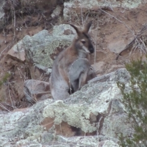 Notamacropus rufogriseus at Paddys River, ACT - 25 Jul 2018