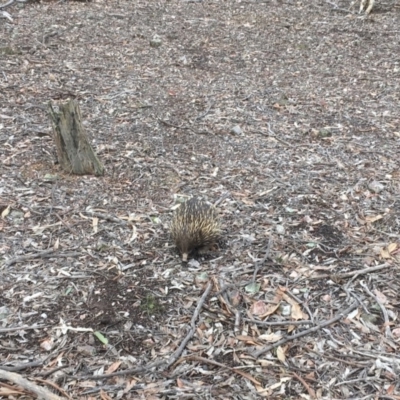 Tachyglossus aculeatus (Short-beaked Echidna) at Mulligans Flat - 7 Aug 2018 by Mothy