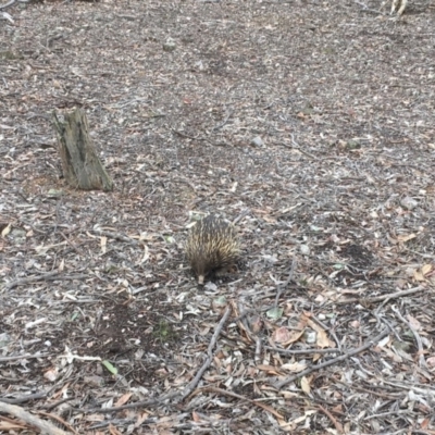 Tachyglossus aculeatus (Short-beaked Echidna) at Gungahlin, ACT - 7 Aug 2018 by Mothy