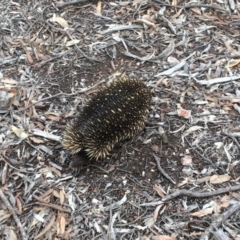 Tachyglossus aculeatus at Gungahlin, ACT - 8 Aug 2018