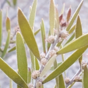 Acacia lanigera var. lanigera at Jerrabomberra, ACT - 8 Aug 2018 03:06 PM