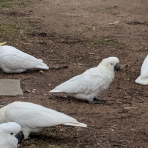 Cacatua galerita at Hughes, ACT - 8 Aug 2018