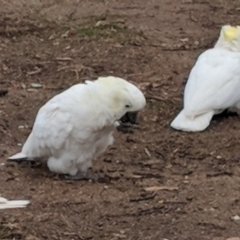 Cacatua galerita at Hughes, ACT - 8 Aug 2018