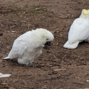 Cacatua galerita at Hughes, ACT - 8 Aug 2018