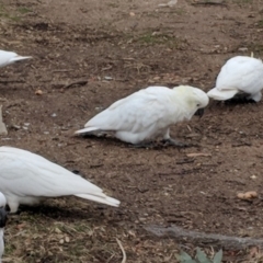 Cacatua galerita at Hughes, ACT - 8 Aug 2018