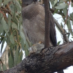 Tachyspiza fasciata (Brown Goshawk) at Red Hill, ACT - 7 Aug 2018 by roymcd