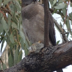 Accipiter fasciatus (Brown Goshawk) at Red Hill, ACT - 7 Aug 2018 by roymcd