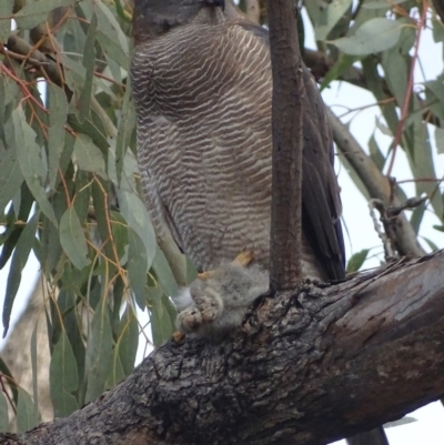 Accipiter fasciatus (Brown Goshawk) at Red Hill, ACT - 7 Aug 2018 by roymcd