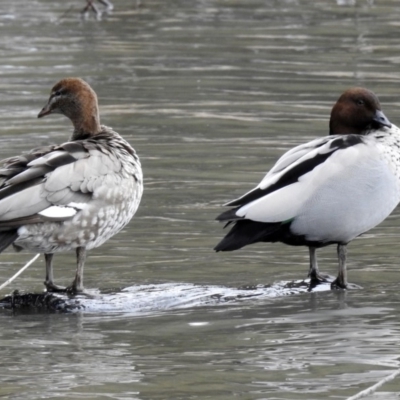 Chenonetta jubata (Australian Wood Duck) at Gordon, ACT - 8 Aug 2018 by RodDeb