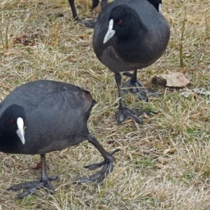 Fulica atra at Gordon, ACT - 8 Aug 2018