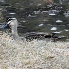 Anas superciliosa (Pacific Black Duck) at Gordon, ACT - 8 Aug 2018 by RodDeb