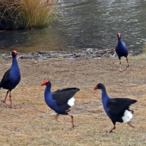 Porphyrio melanotus at Gordon, ACT - 8 Aug 2018