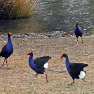 Porphyrio melanotus (Australasian Swamphen) at Gordon, ACT - 8 Aug 2018 by RodDeb