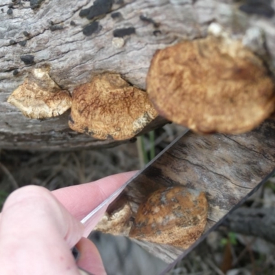 Truncospora ochroleuca at Majura, ACT - 6 Aug 2018 by WalterEgo